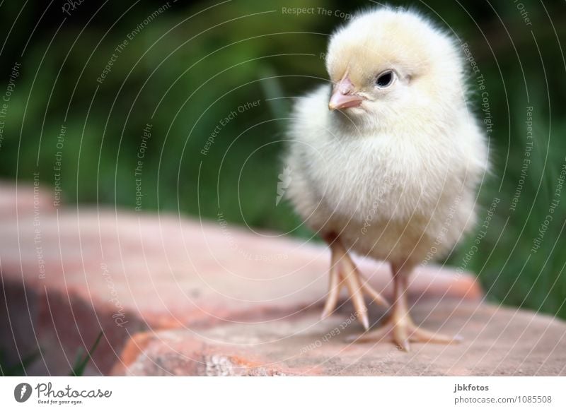 on the catwalk Environment Nature Animal Farm animal Bird Claw Barn fowl Rooster 1 Baby animal Cuddly Soft Small Delicate Fuzz Beak Smooth Yellow Chick Egg