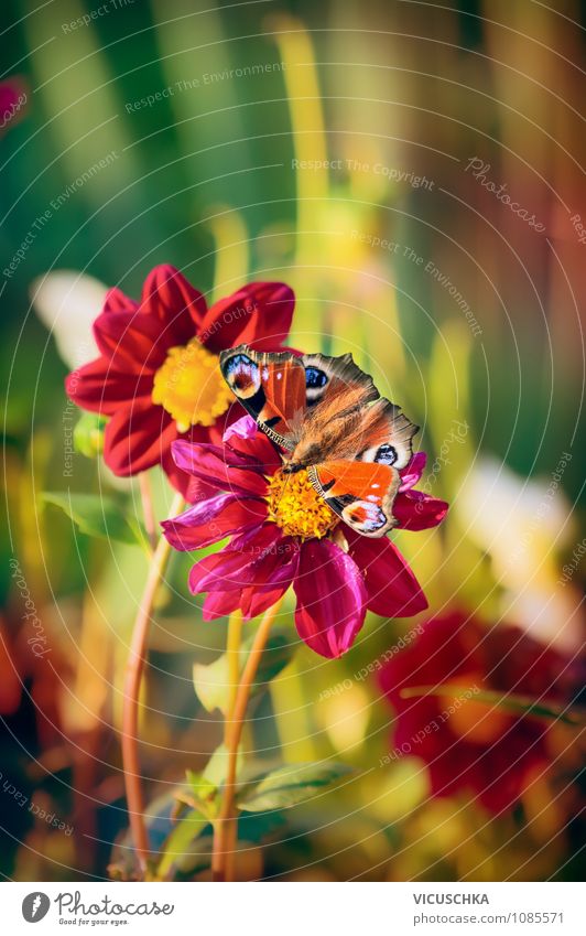 Butterfly on red Dahlia flowers Lifestyle Design Summer Garden Nature Plant Sunlight Spring Autumn Flower Park Meadow 1 Animal Soft Yellow Pink