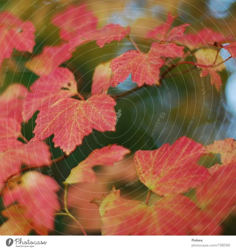 Simply RED Leaf Autumn Seasons Red Green Yellow Beautiful Physics Environment Cardiovascular system Nature Multicoloured Tree Exterior shot Transience Calm