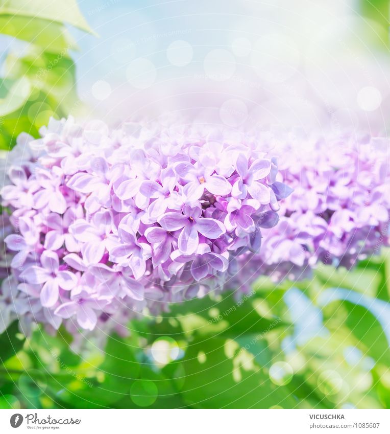 Flowering lilac Lifestyle Design Summer Garden Nature Plant Sunlight Spring Beautiful weather Bushes Background picture Lilac Blossoming Heaven Blur Leaf