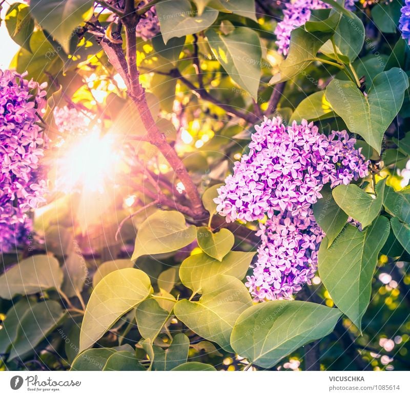 Lilac flowers in the evening sun Lifestyle Design Leisure and hobbies Summer Garden Nature Plant Sun Solar eclipse Sunrise Sunset Sunlight Spring