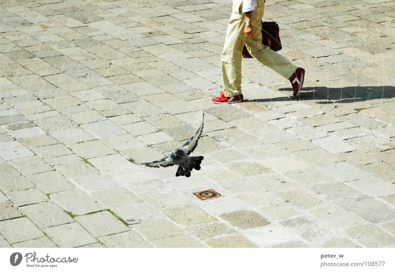 Venice Italy Town Pedestrian Pedestrian precinct Pigeon Bird Animal Gully Footwear Suitcase File case Red Going Movement Mediterranean Summer