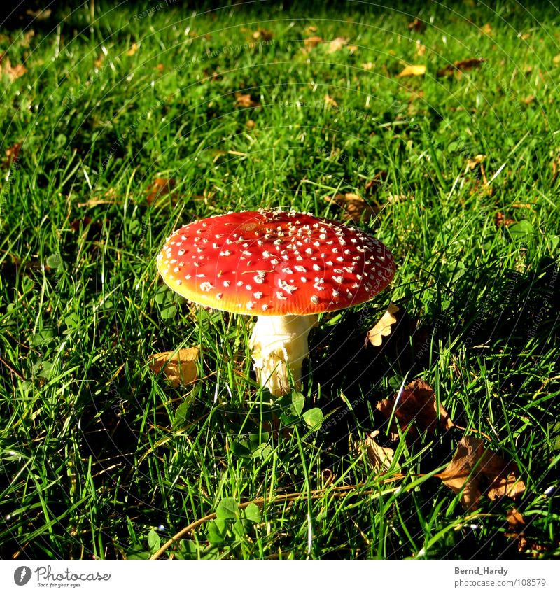 Hot Buzzer Round I Amanita mushroom Autumn Grass Meadow Leaf Mushroom Poison Respect hot buzzer