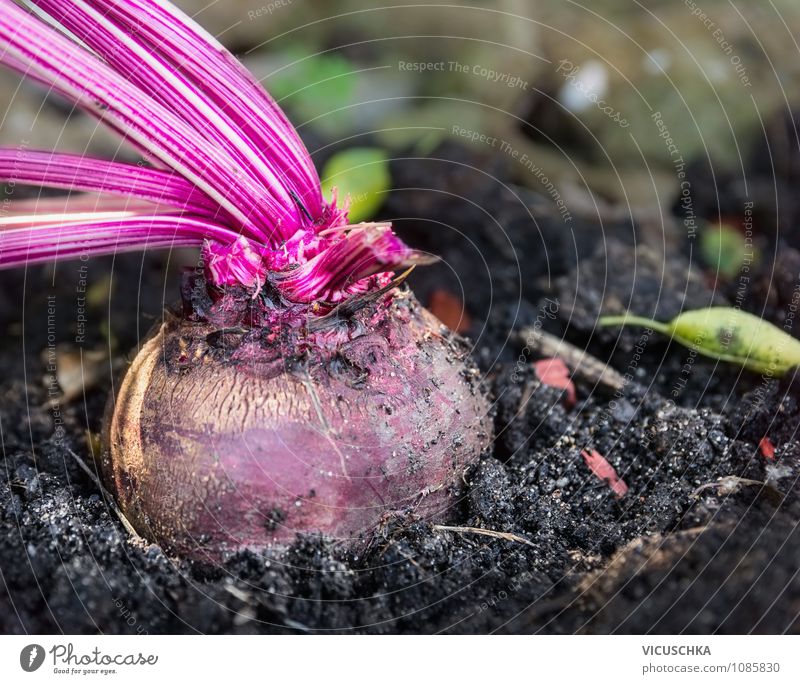 Beetroot in the bed Food Vegetable Organic produce Vegetarian diet Diet Lifestyle Healthy Eating Garden Summer Autumn Beautiful weather Nature Red beet