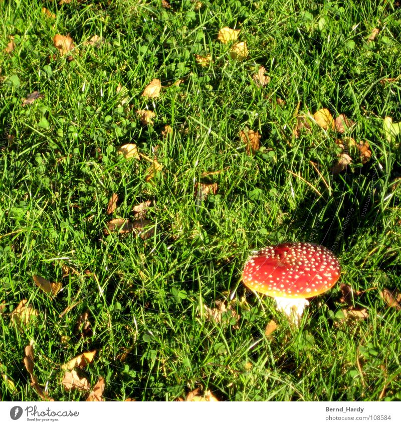 Hot Buzzer Round II Dangerous Red Green Amanita mushroom Autumn Grass Meadow Leaf Mushroom Poison Respect Threat hot buzzer