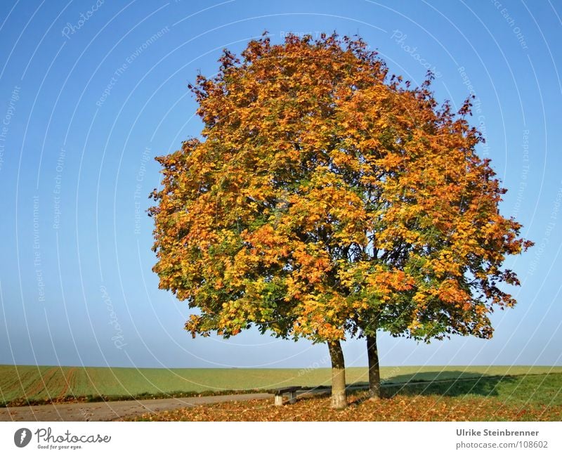 Single pair of trees in autumn foliage Sky Autumn flaked Meadow Field To fall Stand Esthetic already Warmth Blue Multicoloured Calm Colour Transience
