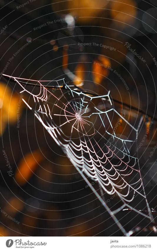 permanently elastic and beautiful Plant Animal Tree Leaf Forest Spider Firm Nature Net Spider's web Colour photo Exterior shot Close-up Deserted Copy Space top