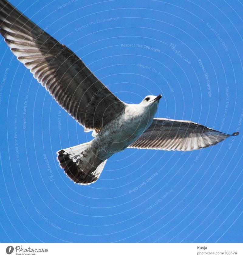 Floating Bird Seagull Turkey Hover Dangle Driving Judder Glide Hunting Creep Walking Sailing White Black Flying shoot through the air whirr Curve Wing buzz