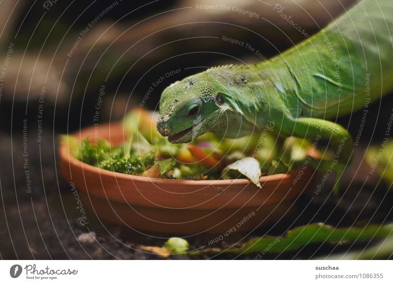 vegan lunch Animal Animal face Scales Claw 1 Exotic Small Delicious Green Love of animals To feed Feeding Vegetable Reptiles Saurians reptilium Colour photo