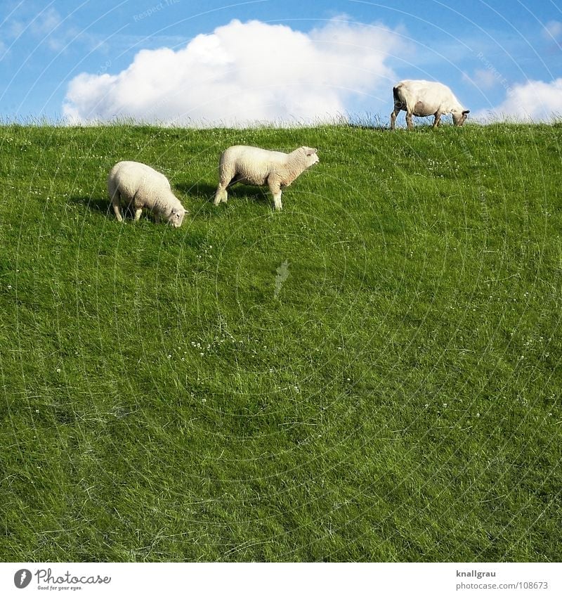 be a sheep... Sheep Animal Livestock Wool Ball of wool Sweater Green Meadow Field Clouds Goats To feed Calm Dike Coast Summer Clothing Lamb Lamb's wool Knit