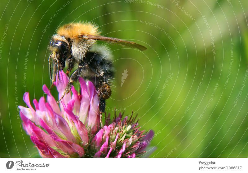 busy bee Environment Nature Plant Animal Sunlight Summer Tree Leaf Blossom Meadow Farm animal Bee 1 Blossoming To feed Spring fever Colour photo Exterior shot