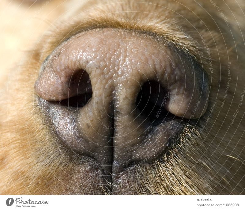 У собаки сопли из носа. Собачий нос. Пигментация носа у собаки.