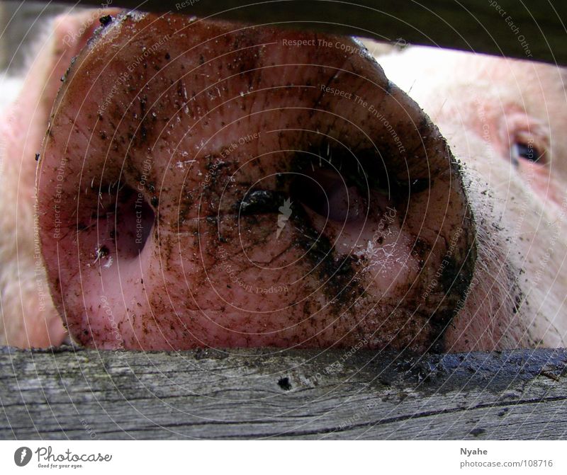grunt Pig's snout Grunt Sow Piglet Trunk Mud Pink Animal Swine Mammal Dirty Nose
