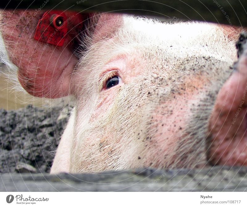 dirty look Pig's snout Grunt Sow Piglet Trunk Mud Pink Animal Swine Mammal Dirty