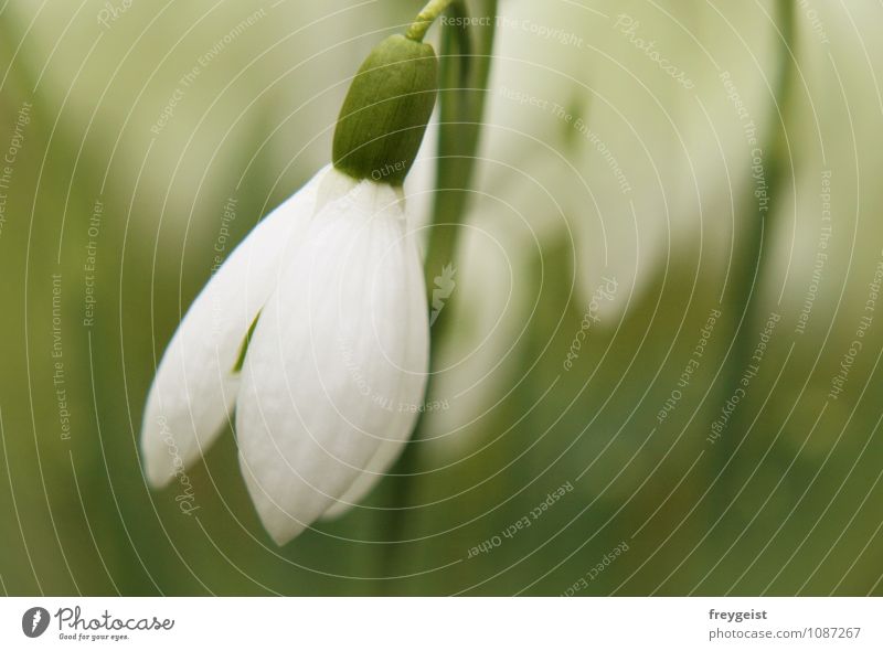 snowdrop Environment Nature Landscape Plant Spring Snowdrop Success Colour Growth Flower Colour photo Exterior shot Copy Space right Day Shallow depth of field