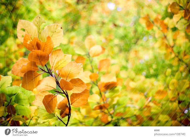 Who paints our leaves? Nature Wood flour Yellow November Park Background picture Autumn Leaf Forest Tree Plant Green October Beautiful Structures and shapes