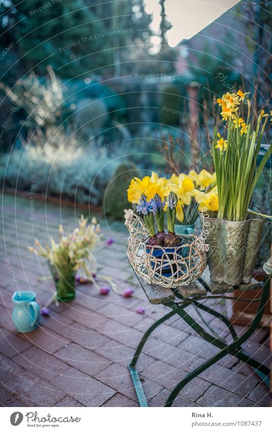 springs Spring Beautiful weather Garden Terrace Joie de vivre (Vitality) Spring fever Narcissus Spring flower Brick Garden chair Preparation Colour photo