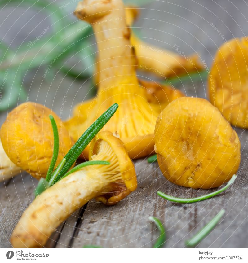 chanterelles Chanterelle Mushroom Fresh Raw Collection Vegetarian diet Rosemary Herbs Dish Eating Nutrition Vegetable Healthy Eating Forest Forest plant