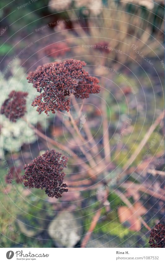 FAT HENNE Nature Plant Winter Flower Garden Faded Natural Sedum Seed Country life Colour photo Exterior shot Deserted Shallow depth of field Bird's-eye view