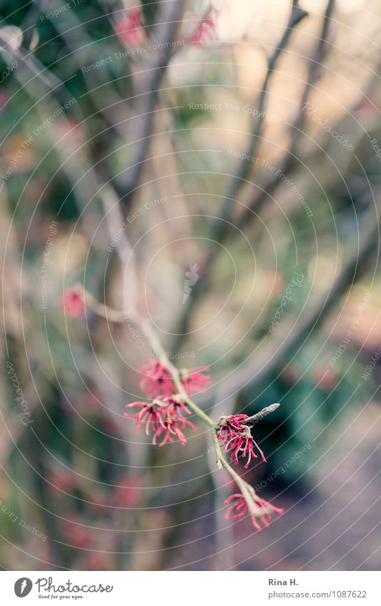 witch hazel Nature Spring Winter Tree Garden Blossoming Natural Hamamelis japonica Twigs and branches Colour photo Exterior shot Deserted Shallow depth of field