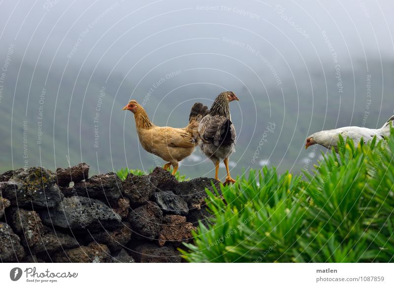 wild chickens Plant Clouds Spring Weather Bad weather Field Mountain Wall (barrier) Wall (building) Animal Pet Bird Wing Barn fowl 3 Group of animals Brown Gray