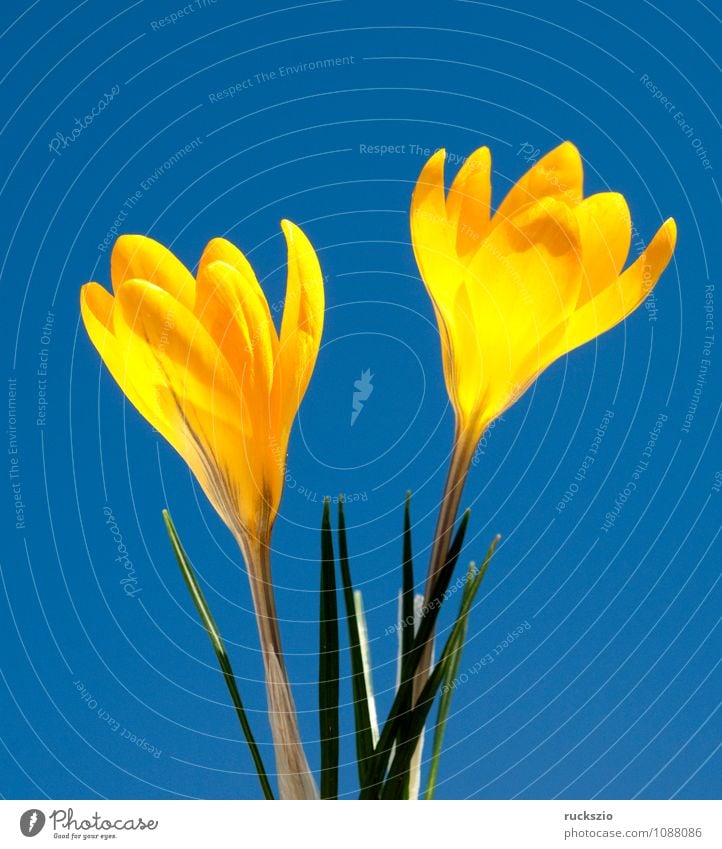 Gold brocade crocus, crocus, angustifolius, Nature Spring Flower Jump Free Blue Yellow type of crocus Spring flower Spring flowering plant spring flowers