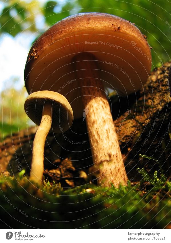 mother-child relationship Forest Relationship Protection Protector Testing & Control Autumn Amanita mushroom Cap Baseball cap Leaf Undergrowth Branchage