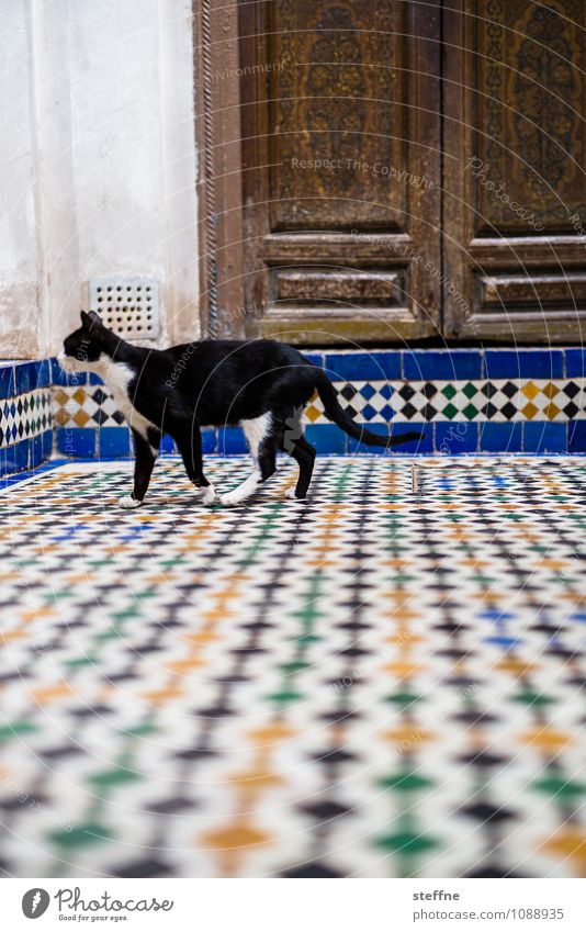 Tierisch gut: Cat Door Animal Pet 1 Exotic Near and Middle East Morocco Tile black hangover Domestic cat Colour photo Multicoloured Exterior shot