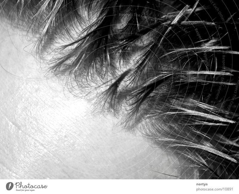 hedgehog hairs Gel Hair and hairstyles Human being Head Hair gel