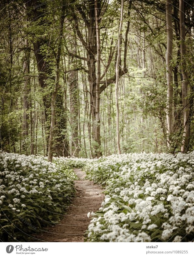 [400] long way Spring Flower Blossom Club moss Forest Lanes & trails Brown Green White Spring fever Deserted