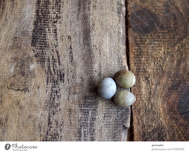 unity Nature Spring Animal Contentment Idyll Egg Easter Quail's egg Wooden table Wooden board Wood grain Old Rustic Decoration earth colours natural-coloured
