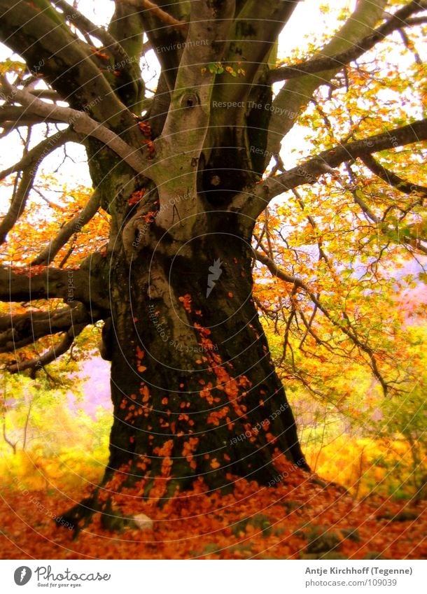 autumns Tree Beech tree Leaf Forest Multicoloured Gaudy Autumn Fairy Switzerland Beautiful Autumn wind Rustling Yellow Red Brown Cold Fog Colour Old Nature Elf