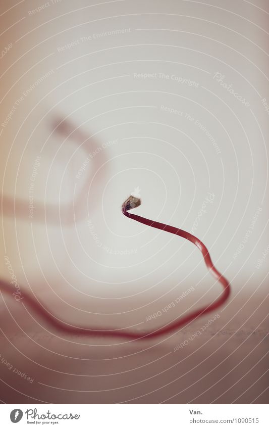 Snake Summoning in Vegetarian Plant Blossom Stalk Clover Red Curved Colour photo Subdued colour Interior shot Deserted Copy Space top Neutral Background Day