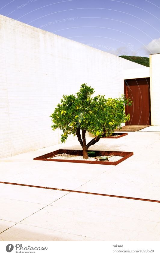 Lemon tree in the garden Nature Sky only Sun Beautiful weather Tree Bushes Garden Madinat al-Zahra Andalucia House (Residential Structure) Wall (barrier)