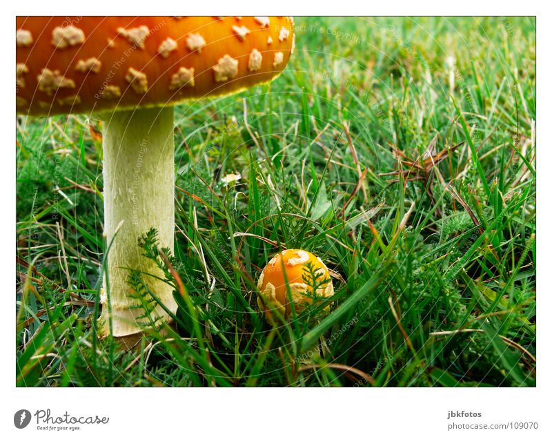 ..T..o.. Canada Nova Scotia Mushroom Large Grass Gray Green Orange White Yellow Small Converse Contrast Meadow Field Garden Horticulture Tree trunk Patch Point