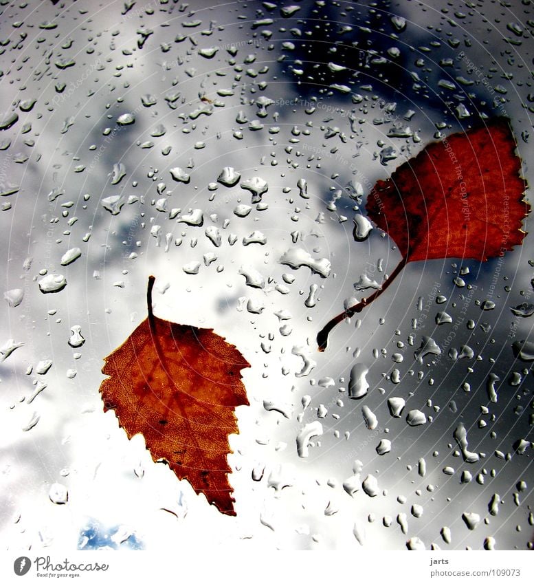 autumn weather Autumn Bad weather Autumnal weather Leaf Autumn leaves Rain Clouds Wet Sky Transience Weather Drops of water Thunder and lightning jarts