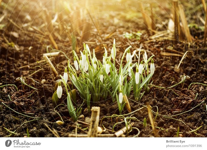 Snowdrops in the golden sunlight Winter Nature Plant Sun Sunrise Sunset Sunlight Spring Weather Beautiful weather Foliage plant Garden Esthetic Brown Gold Green