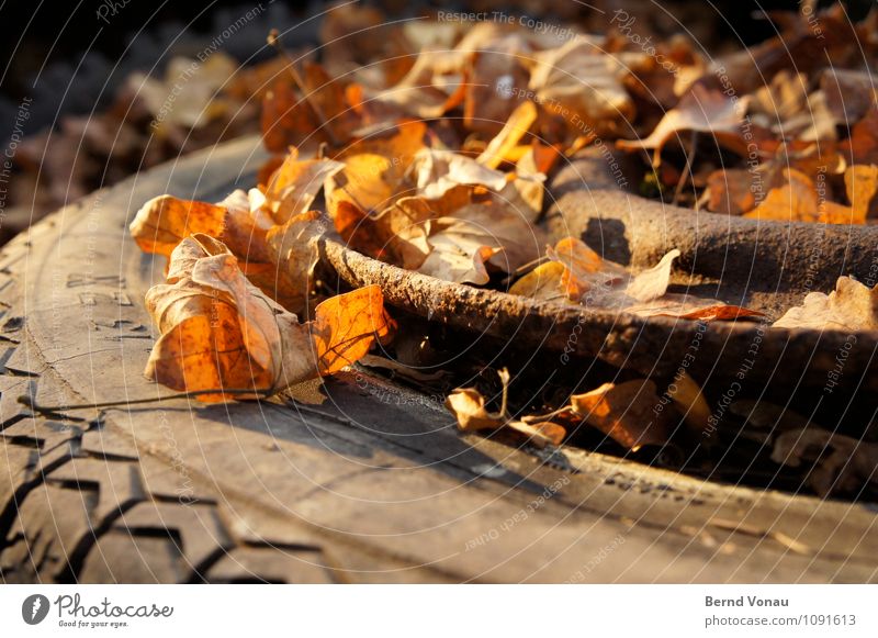 Time to go Autumn Leaf Transport Car Rust Broken Death Stagnating Tire Rubber Goodbye Tire tread Wheel rim Autumn leaves Rachis Trash Dispose of Colour photo
