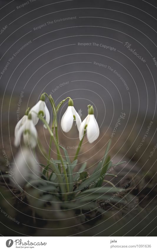 snowdrops Environment Nature Plant Spring Flower Leaf Blossom Snowdrop Esthetic Natural Cute Beautiful Colour photo Exterior shot Deserted Copy Space top