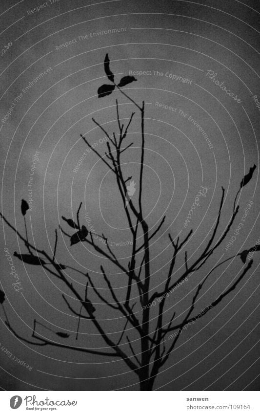 singing, sounding little tree Tree Twilight Bad weather Gray Autumn Leaf Dark Cold Loneliness Grief Black & white photo Evening Clouds Autumnal Branch
