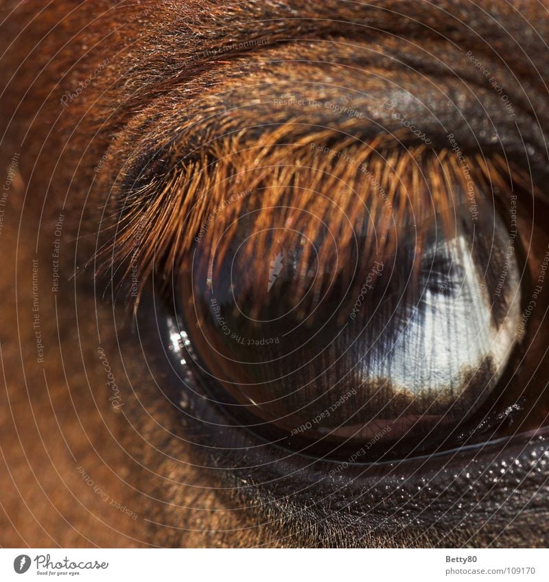 A blink of an eye away... Horse Horse's eyes Eyelash White Looking Discover Macro (Extreme close-up) Close-up Mammal eyelid crease Blue Fisheye Snapshot
