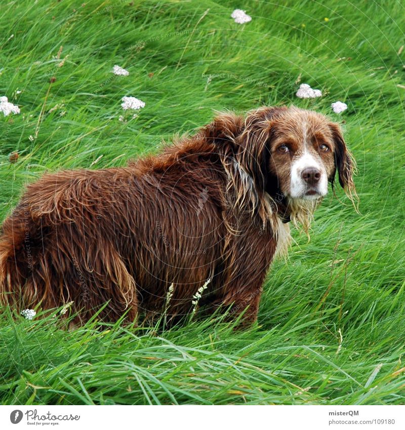heartbreaking eyes Dog Grass Trust Brown Pelt Grief Distress Animal green green