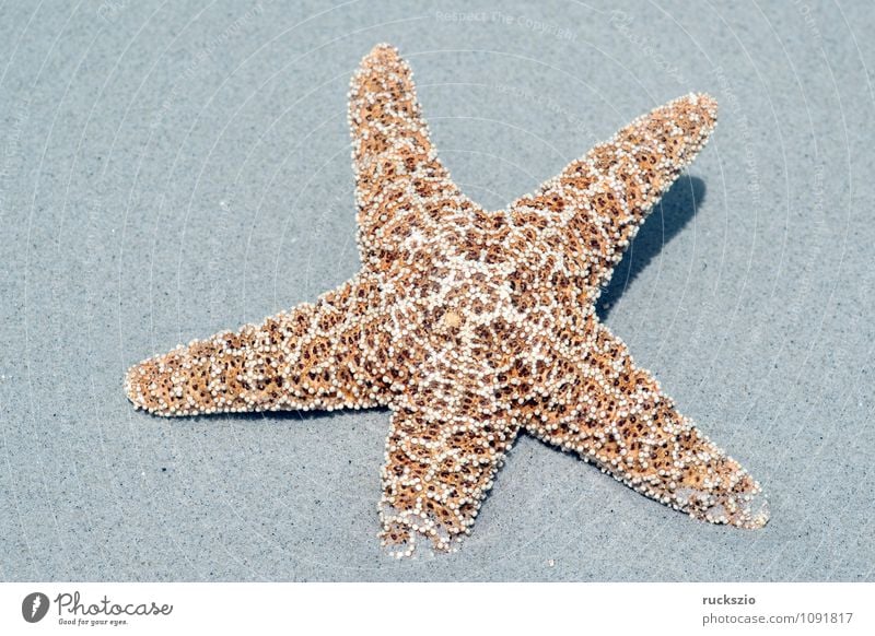 Starfish; Asteroidea; Ocean Nature Animal Sand Water North Sea Baltic Sea Free Silver asteroid Echinoderm Aquatic animal Marine animal Neutral Set free
