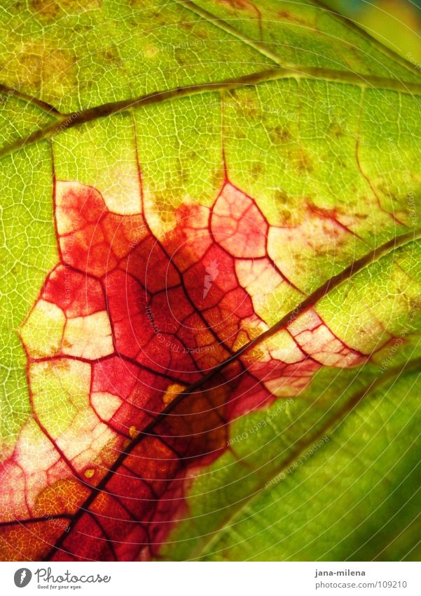 Revolutionary cells (thanks 9inchpixel) Leaf Vine leaf Rachis Vessel Red Green Autumn Light Pink Autumn leaves Transience Nature Blood Autumnal Harvest