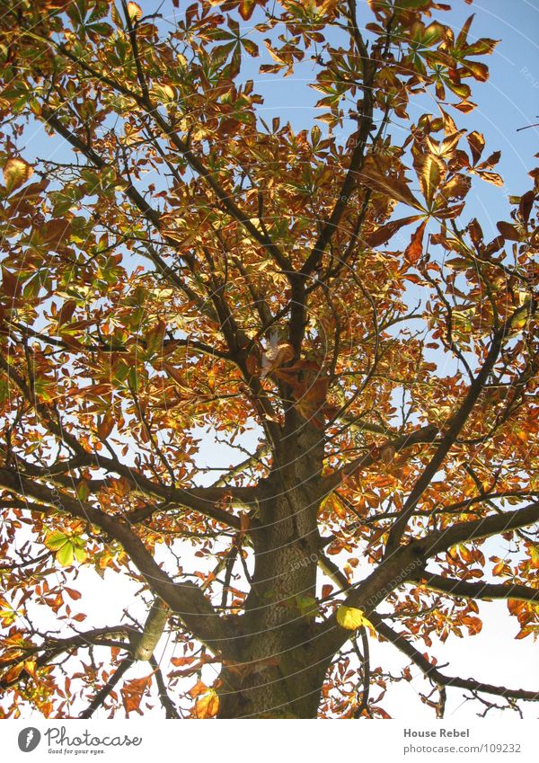 Tree from below Autumn Leaf Wetzlar Seasons Branch Nature