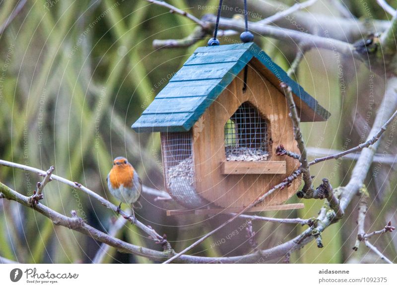 robin Animal Wild animal Bird Robin redbreast 1 Eating Flying Sit Birdhouse Colour photo Exterior shot Deserted Day Portrait photograph Full-length Looking