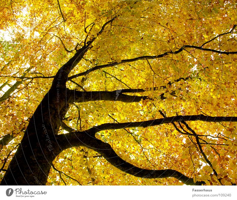 yellow tree Tree Autumn Yellow Leaf Forest Beech tree Tree trunk Branch Nature ramified outumn limb bole beech.
