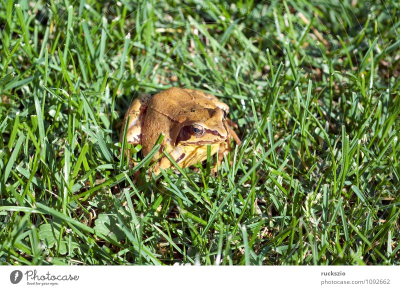 Grass frog, Rana temporaria, Nature Animal Wild animal Frog Authentic Amphibian Frogs spring frog baptismal frog marlin frog amphibians animals
