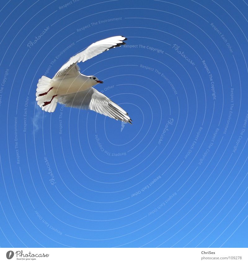 Great Freedom: Silver Gull ( Larus novaehollandia ) Seagull Bird Animal White Gray Black Clouds Sky blue Flying Poultry Lake Ocean Vapor trail Fart Cuxhaven
