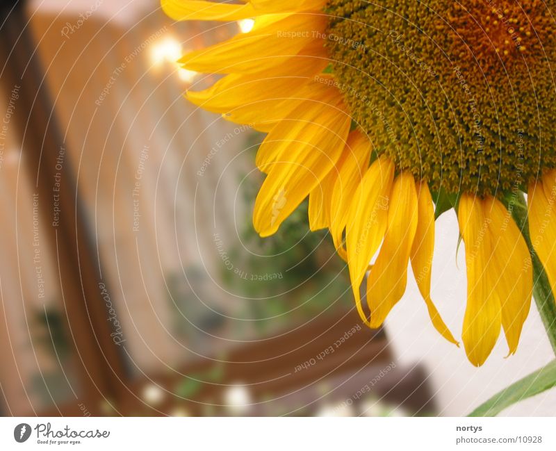 1/4 sun Sunflower Flower Yellow Close-up Garden close